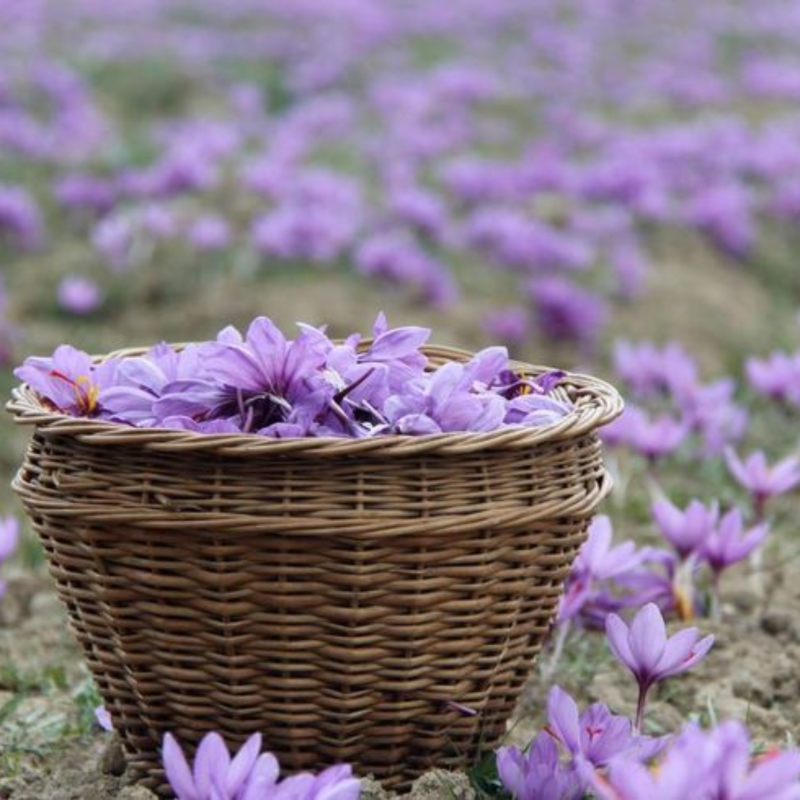 The Golden Spice of Kashmir